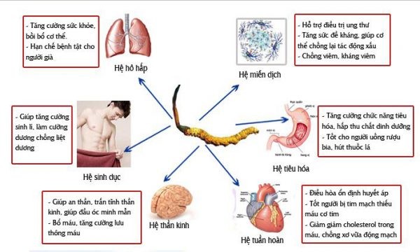 Tổng quan về cao Đông trùng hạ thảo