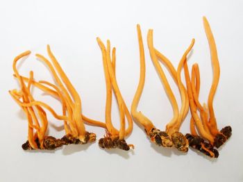 Dấu Hiệu Đông Trùng Hạ Thảo Bị Mốc Và Lưu Ý Khi Sử Dụng