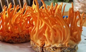 Đông trùng hạ thảo: Từ 