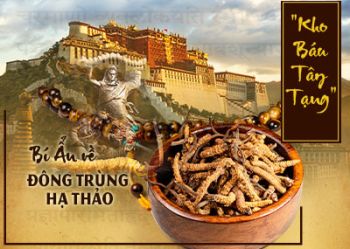 Giá đông trùng hạ thảo khô có đắt không? Nên mua đông trùng hạ thảo tươi hay khô?