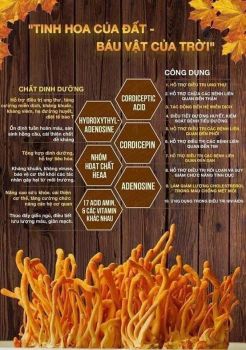 Đông trùng hạ thảo sánh ngang “sâu vàng Tây Tạng”, giá thành song hành chất lượng