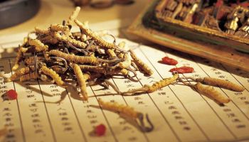 Đông trùng hạ thảo ký chủ nhộng tằm là gì?